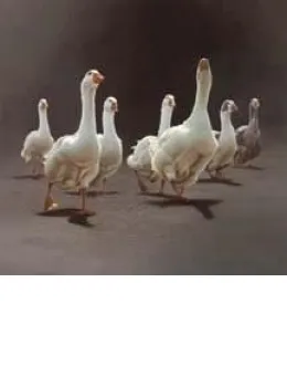 Return Of The Seven - Ducks - Mounted