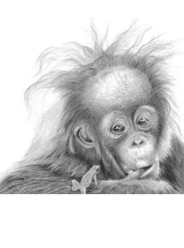 Nice Hair Baby - Orangutan - Mounted