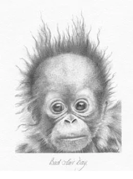 Bad Hair Day - Orangutan - Mounted