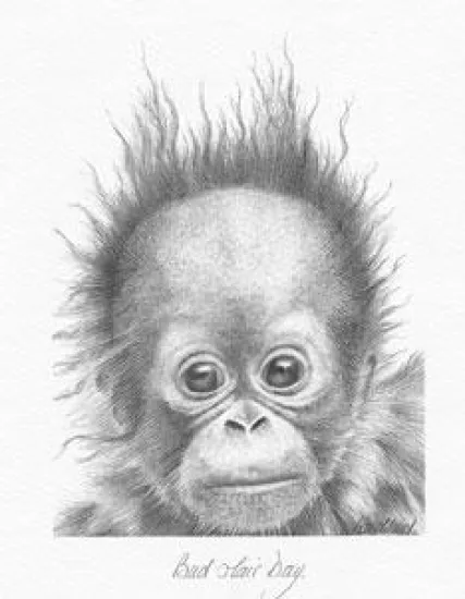 Bad Hair Day - Orangutan