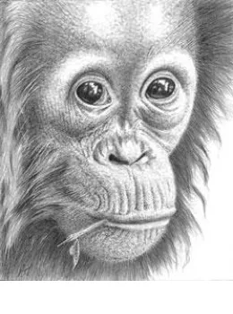 Thinking Of You - Orangutan - Mounted