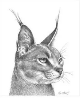 Caracal - Mounted