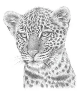 Leopard Study - Mounted