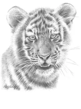 Tiger Study - Mounted