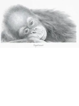 Daydreamer - Orangutan - Mounted