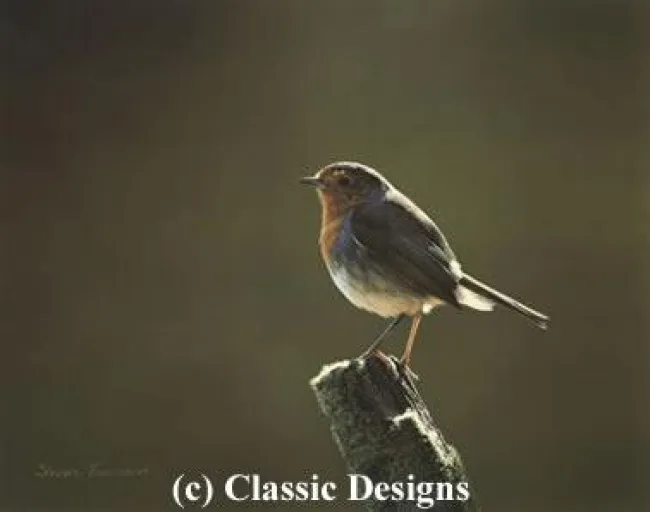 Morning Glory - Robin - Print