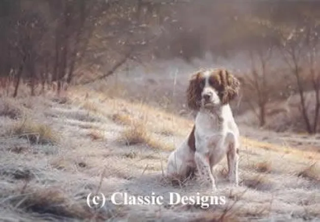 Dash - Springer Spaniel - Mounted Dash - Springer Spaniel - Mounted