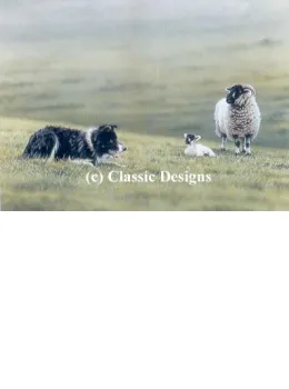 Steady Boy - Border Collie & Sheep - Print