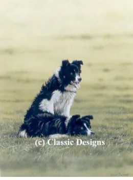 Teamwork - Border Collies - Print