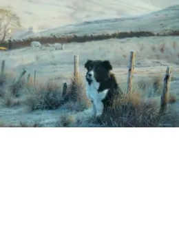 First Light - Border Collie - Mounted