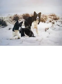 Snow Search - Mounted