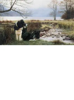 Working Pair - Border Collies - Mounted