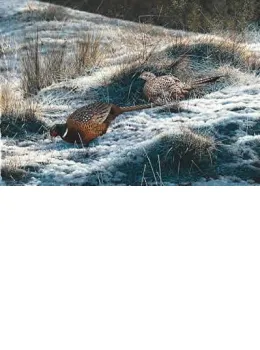 Pheasants - First Fall - Print