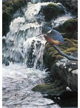 River Jewel - Kingfisher - Print