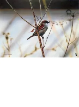 Study Of A Sparrow - Print