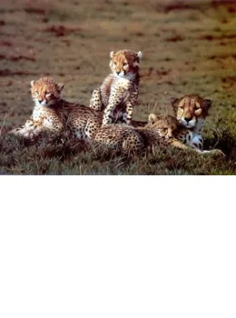 Cheetahs - Print