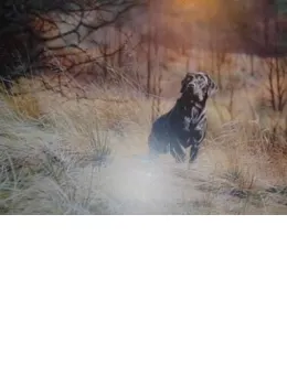 Sam - Black Labrador - Mounted