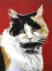 Peggerty (Portrait) - Small Size - Print