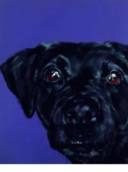 Bright Eyed - Black Labrador - Box Canvas