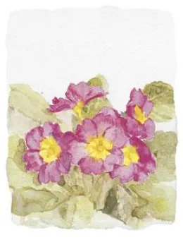 Primulas III - Mounted