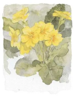 Primulas IV - Mounted