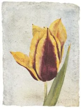 Tulip I - Mounted