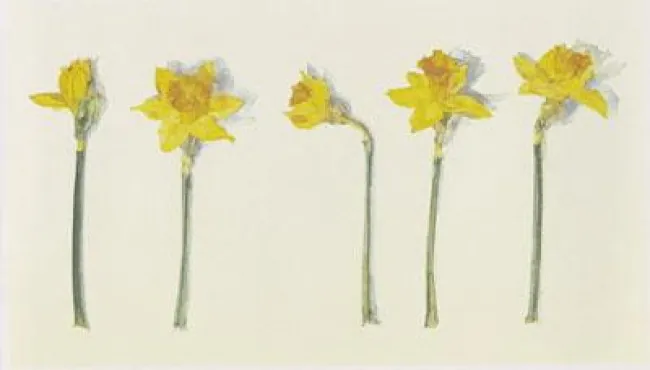 Narcissi - Mounted