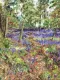 Walk Through The Bluebells - Unstretched Canvas