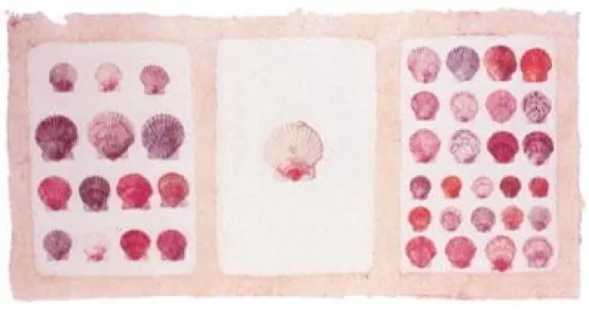 Pink Shells - Mounted