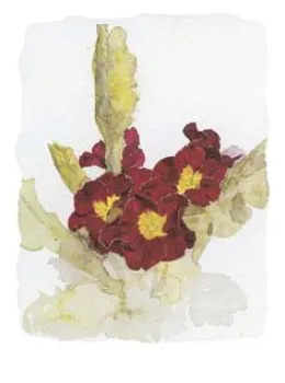 Primulas II - Mounted
