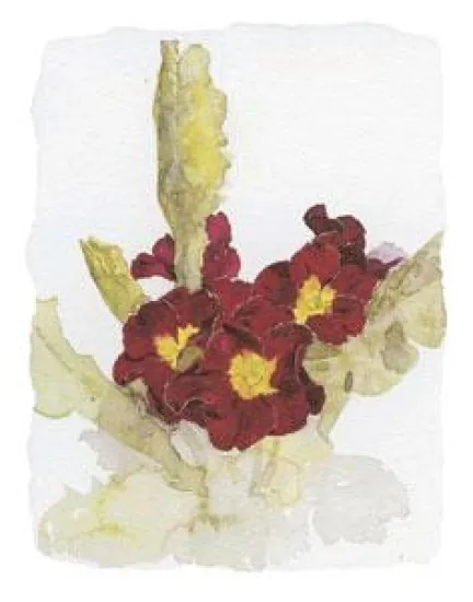 Primulas II - Mounted