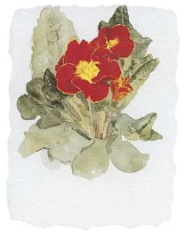 Primulas I - Mounted