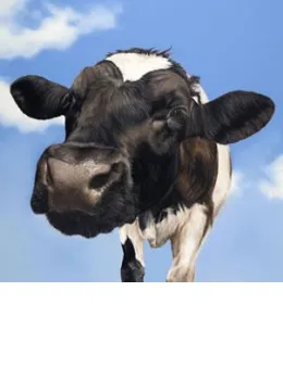 Nosey Cow - Box Canvas