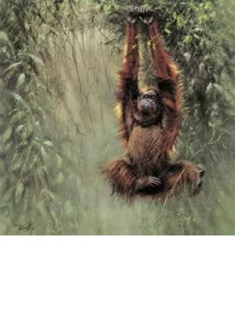 Swinging Borneo - Orangutan - Mounted