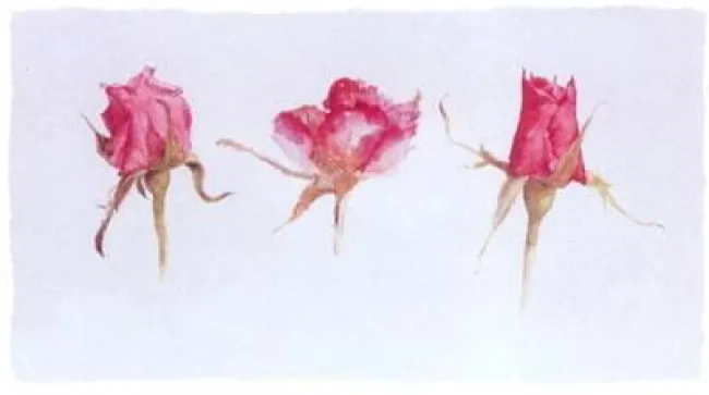 Rose Bud Trio