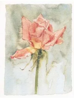 Pink Rose - Mounted
