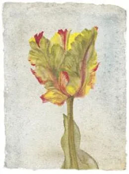 Tulip VI - Mounted