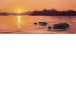Sun Worship - Hippos - Mounted