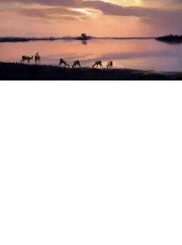 Elegance Of Evening's Retreat - Impala Antelopes - Mounted