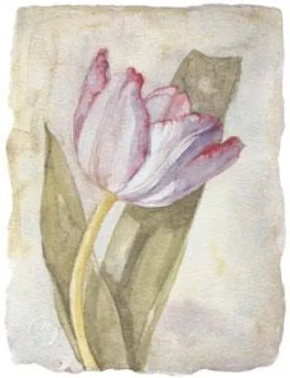 Tulip II