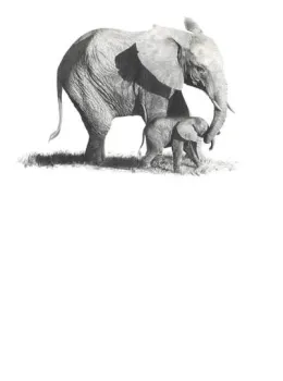 First Steps - Elephants - Mounted
