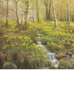 Daffodil Wood - Print