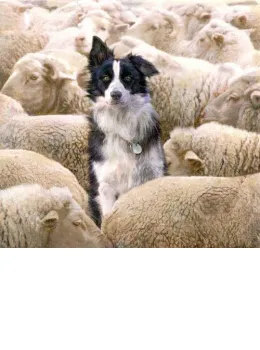 I See No Sheeps - Print only