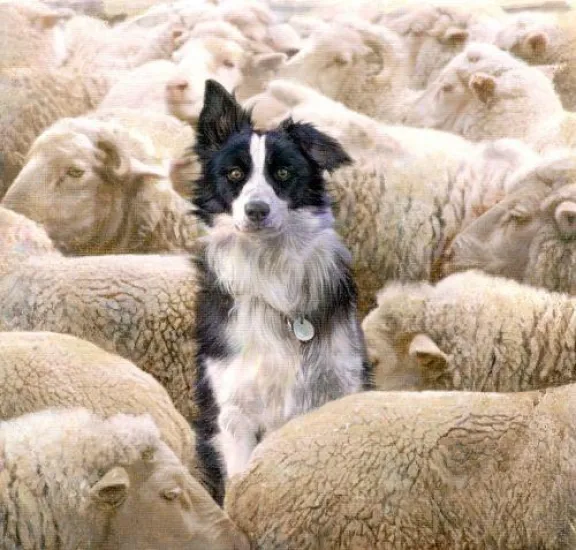 I See No Sheeps